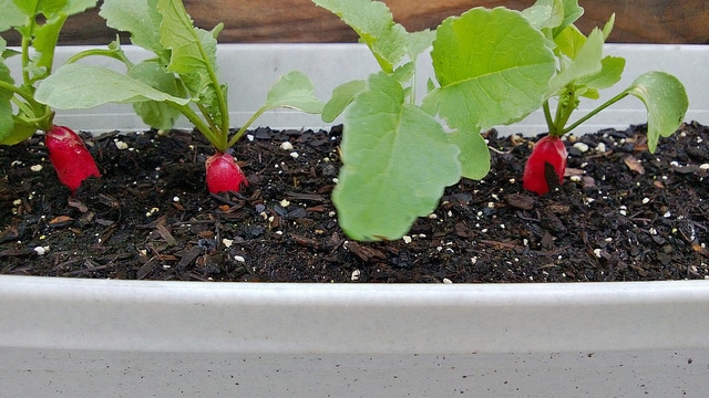 Grow Carrots & Radishes Together: Simple Companion Planting Guide